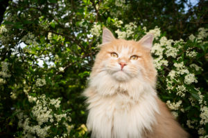 cream colored tabby maine coon cat outdoors in nature in front of flowering bush cream colored tabby maine coon cat outdoors in nature in front of flowering bush
